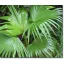 Palmier Chinezesc (Livistona chinensis) 5 semințe