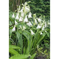 Zambilă de vară (Ornithoganum cadicans) 5 semințe