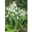 Zambilă de vară (Ornithoganum cadicans) 5 semințe