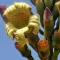 Arborele lui Damocles (Oroxylum indicum) 5 semințe