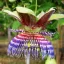 Fructul passiunii dulce (Passiflora maliformis) 5 semințe
