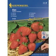 Căpșuni drajate Elan Kiepenkerl 10 semințe