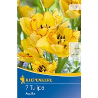   Bulbi de lalele cu inflorescență în buchet Aquilla 7 buc., Kiepenkerl
