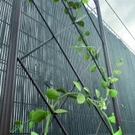   Grilă călugăriță  Classic Metal Trellis barna 0,42x1,5 m