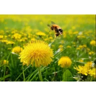   Semințe de iarbă amestec de pășuni albine, pentru mai mulți ani Agro-Largo 10 kg