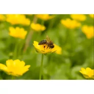   Semințe de iarbă amestec de pășuni albine, 1 an Agro-Largo 10 kg