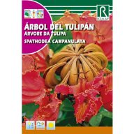 Copac de lalea African  (Spathodea campanulata)