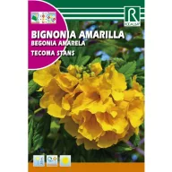 Trompeta galbena (Tecoma stans)