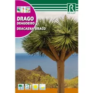 Dracena (Draco) Rocalba 4 bucăți