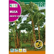 Banana (Musa ensete ventricosa) Rocalba 2 semințe