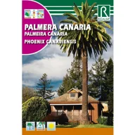 Palmier Phoenix Canariensis (Phoenix canariensis)