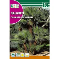 Palmier pitic (Chamaerops humilis)