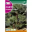 Palmier pitic (Chamaerops humilis)