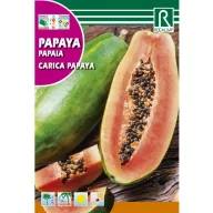 Papaya copac de pepene (Carica papaya)