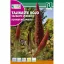 Tajinaste roșie (Echium Wildprettii)