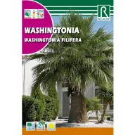 Palmier Wasinghton (Washingtonia filifera)