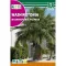 Palmier Wasinghton (Washingtonia filifera)