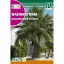 Palmier Wasinghton (Washingtonia filifera)