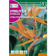 Pasărea paradisului portocaliu (Strelitzia reginae)