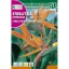 Pasărea paradisului portocaliu (Strelitzia reginae)