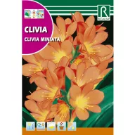 Crin de cameră (Clivia miniata)