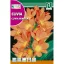 Crin de cameră (Clivia miniata)