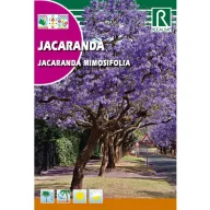 Copacul violet (Jacaranda mimiosifolia)