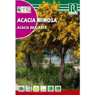 Mimoză (Acacia dealbata) Rocalba