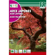 Arțar Japonez ( Arce palmatum)