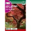 Arțar Japonez ( Arce palmatum)