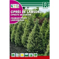 Chiparos de California (chamaecyparis lawsoniana)