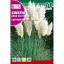 Iarba de Pampas (Cortaderia selloana)