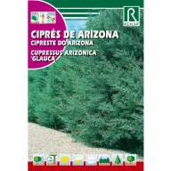 Cipru Cypress argint albastru (Cupressus arizonica glauca)