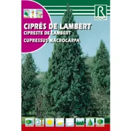 Chiparos Lambert (Cupressus macrocarpa)