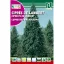 Chiparos Lambert (Cupressus macrocarpa)