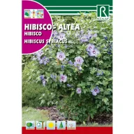 Planta Hibiscus (Hibiscus syriacus)