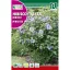 Planta Hibiscus (Hibiscus syriacus)