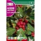 Ilex (Ilex aquifolium) Rocalba 1 g