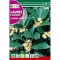 Dafin nobil (Laurus Nobilis)