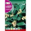 Dafin nobil (Laurus Nobilis)