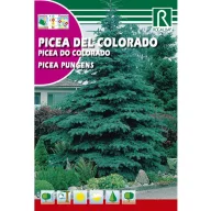 Pin argintiu (Picea Pungens)