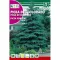 Pin argintiu (Picea Pungens)