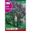 Liliac (Syringa vulgaris) Rocalba 2 g