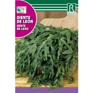 Păpădia  (Taraxacum officinale)