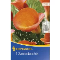 Bulbi de flori  Kiepenkerl Calla (portocaliu) 4 buc