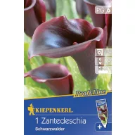 Bulbi de flori Kiepenkerl Calla (negru) 6 buc