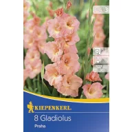 Bulbi de flori Kiepenkerl Gladiolă Praha 3 buc