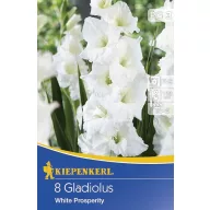 Bulbi de flori Kiepenkerl gladiolă White Prosperity 3 buc