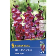 Bulbi de flori  Kiepenkerl Gladiole Velvet Eyes 4 buc