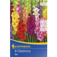 Bulbi de flori Kiepenkerl Gladiole amestec de culori 3 buc